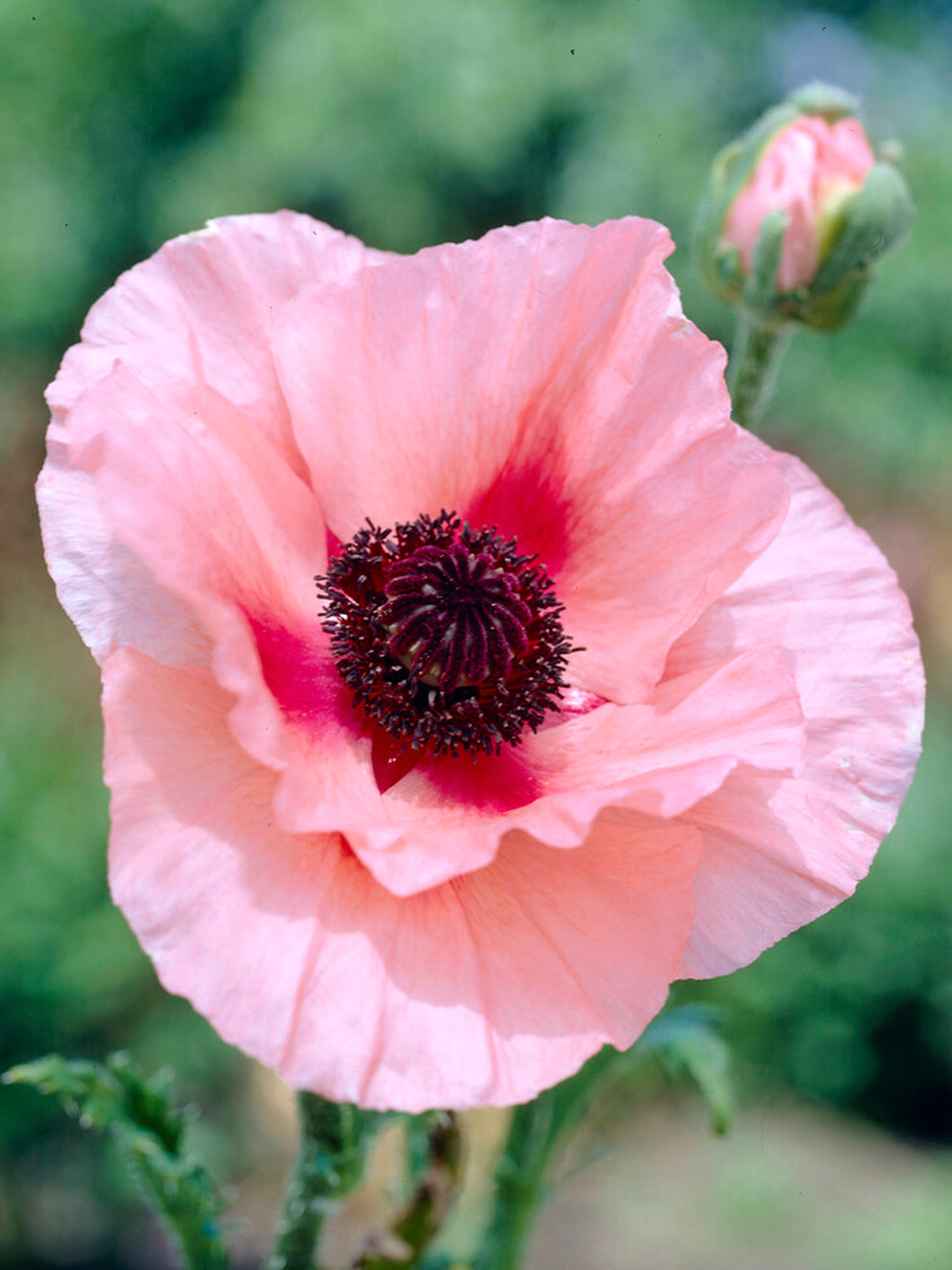 Dutch Poppy Papaver 'Aglaya' - Oriental Poppy Bare Roots | DutchGrown™ UK