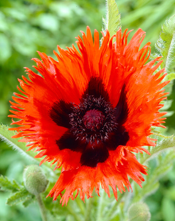 Papaver Curlilocks