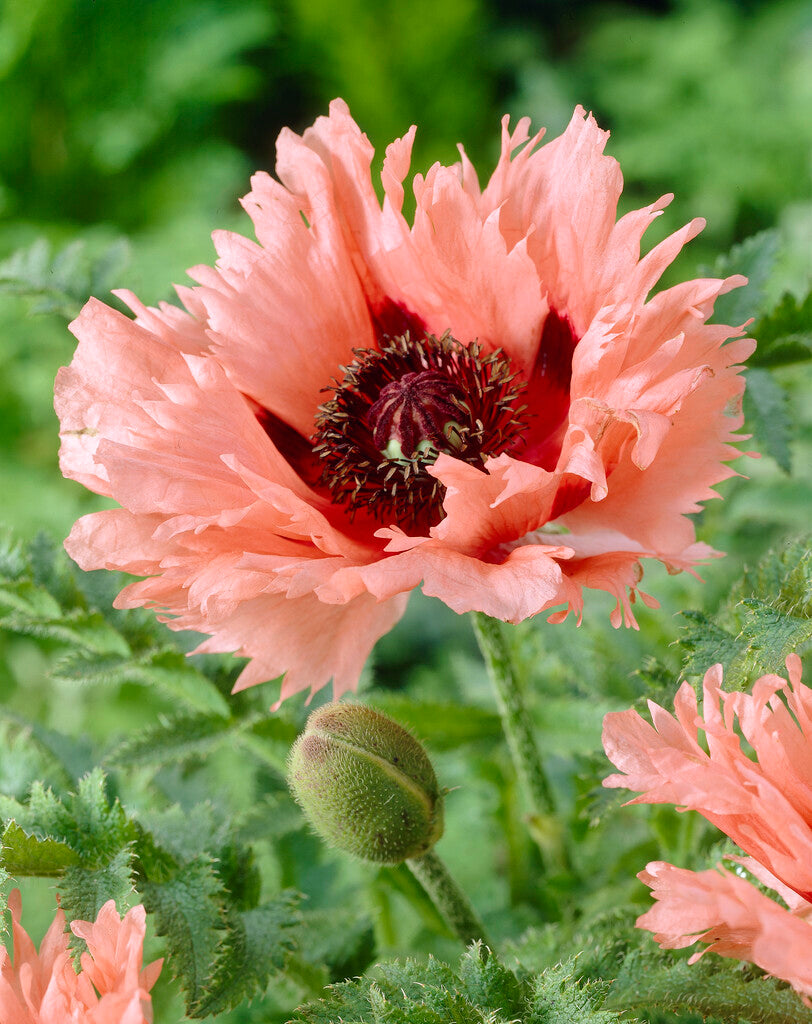Dutch Poppy Papaver 'Forncett Summer' - Oriental Poppy Bare Roots | DutchGrown™ UK