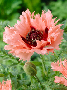 Papaver Forncett Summer (Oriental Poppy)
