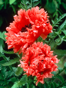 Papaver Garden Glory (Oriental Poppy)