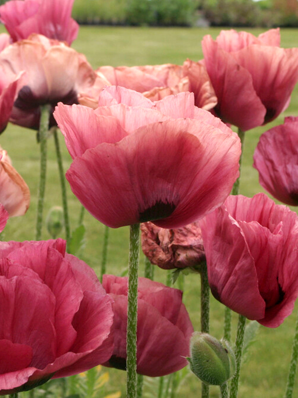 Dutch Poppy Papaver 'Marlene' - Oriental Poppy Bare Roots | DutchGrown™ UK