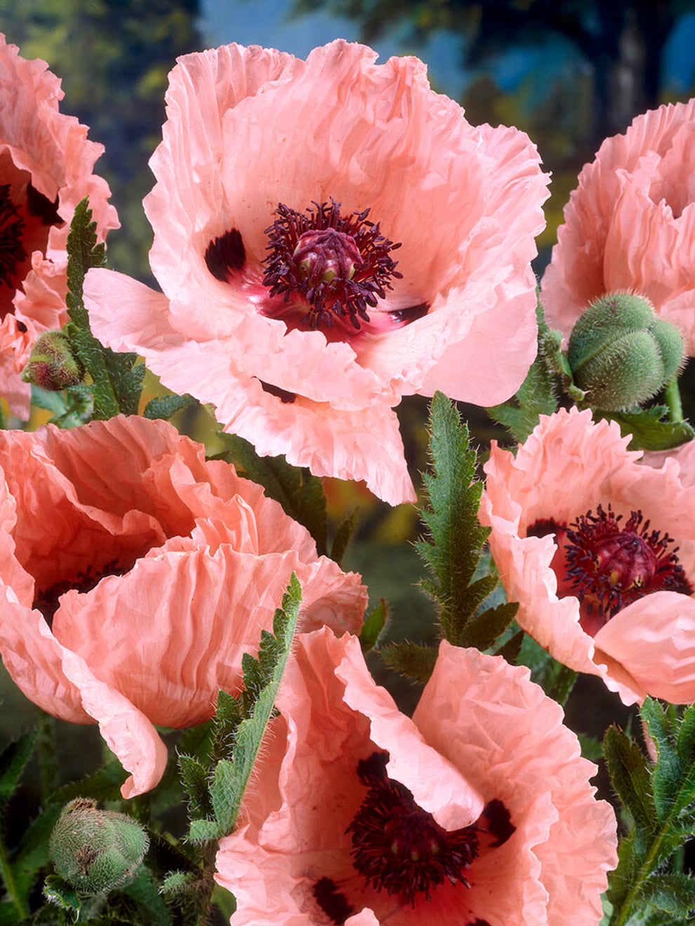 Poppy Perry Papaver 'Mrs Perry' - Oriental Poppy Bare Roots | DutchGrown™ UK