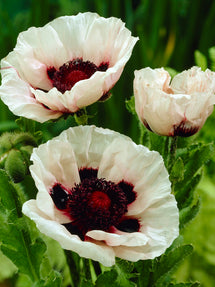 Papaver Perry's White (Oriental Poppy)