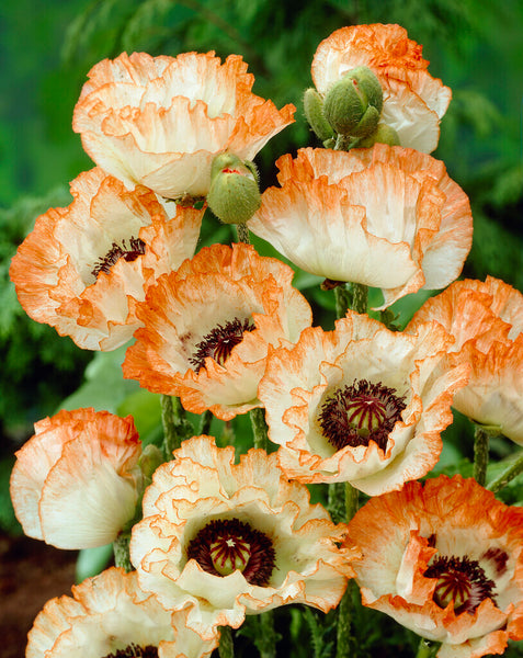 Papaver 'Picotee' - Oriental Poppy Bare Roots | DutchGrown™ UK