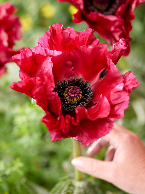 Buy Bare Root Papaver, Papaver Red Rumble