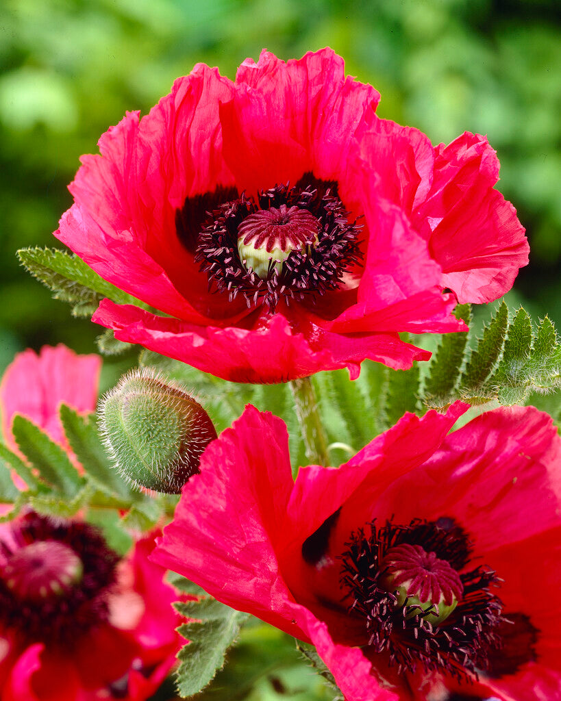 Dutch Poppy Papaver 'Watermelon' - Oriental Poppy Bare Roots | DutchGrown™ UK