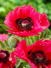 Papaver Watermelon (Oriental Poppy)