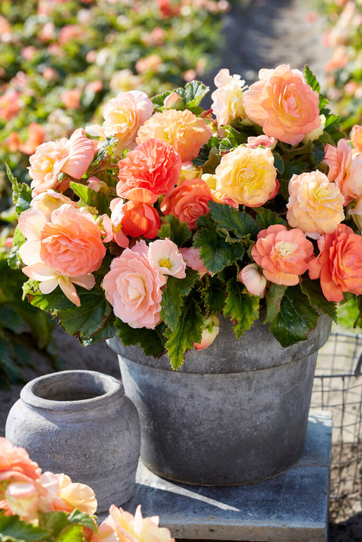 Begonia Bulbs Pastel Compacta Mixed