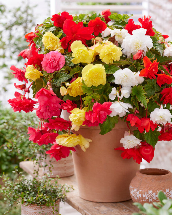 Pendula Mixed Begonias - Begonia Bulbs - Hanging Begonias