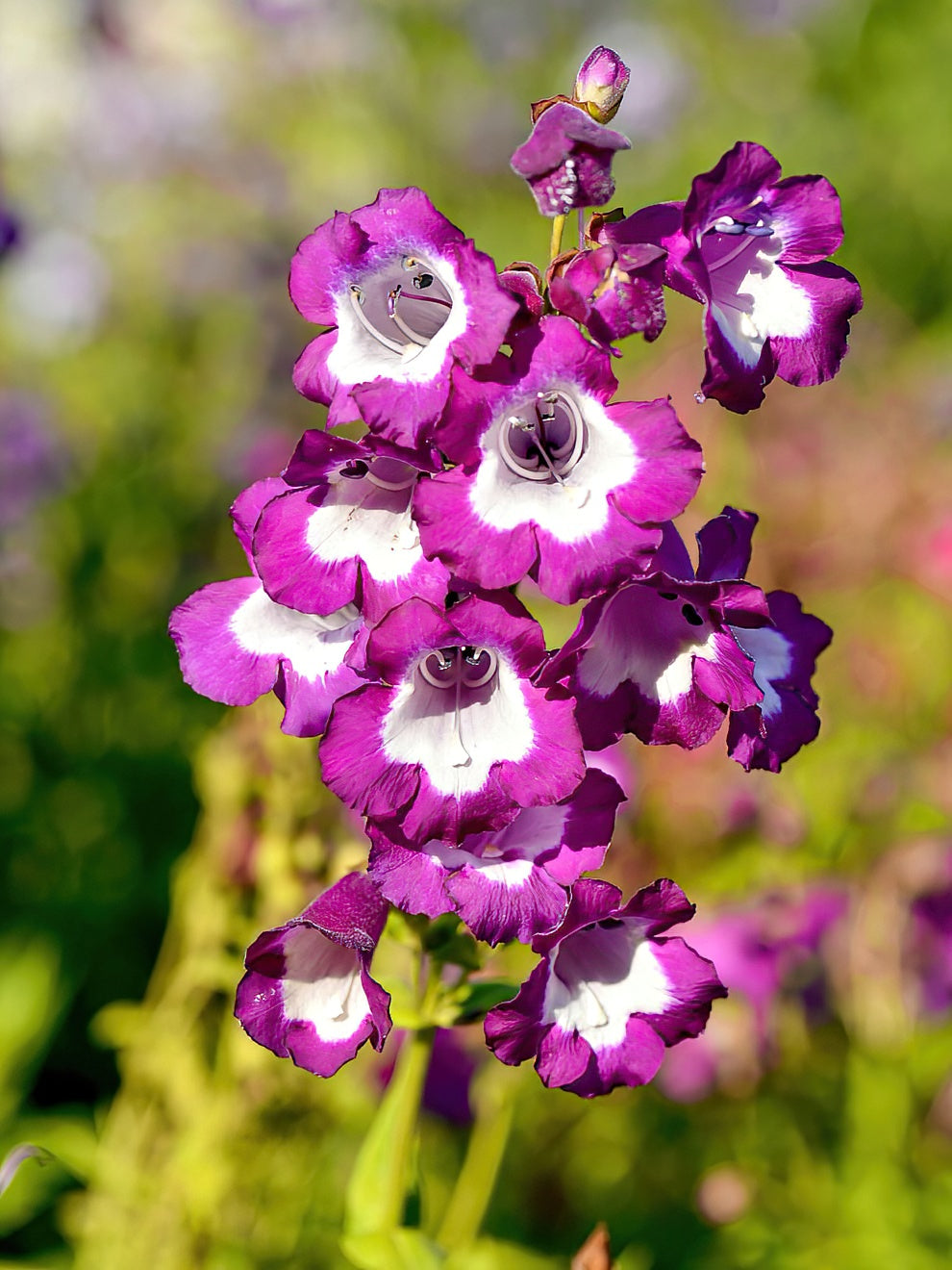 Penstemon Pretty Petticoat Bare Root Perennials DutchGrown UK penstemon-pretty-petticoat-bare-root-perennials-dutchgrown-uk