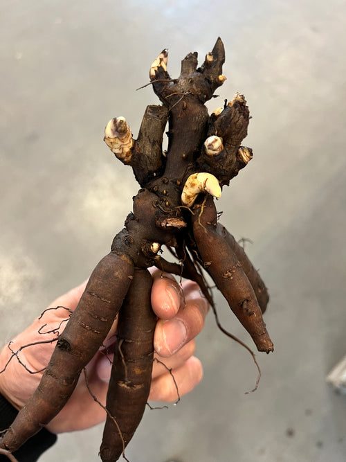 Peony Root Flame