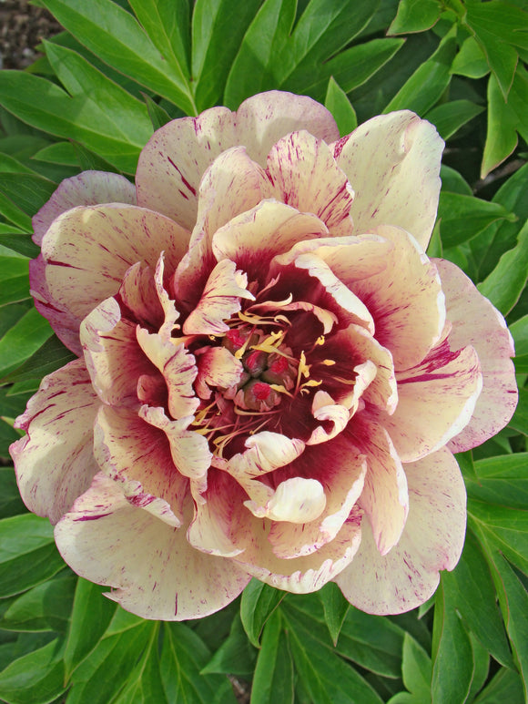 Buy Peony All That Jazz bare roots