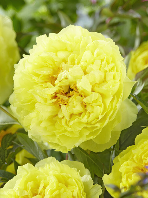 Peony Bartzella