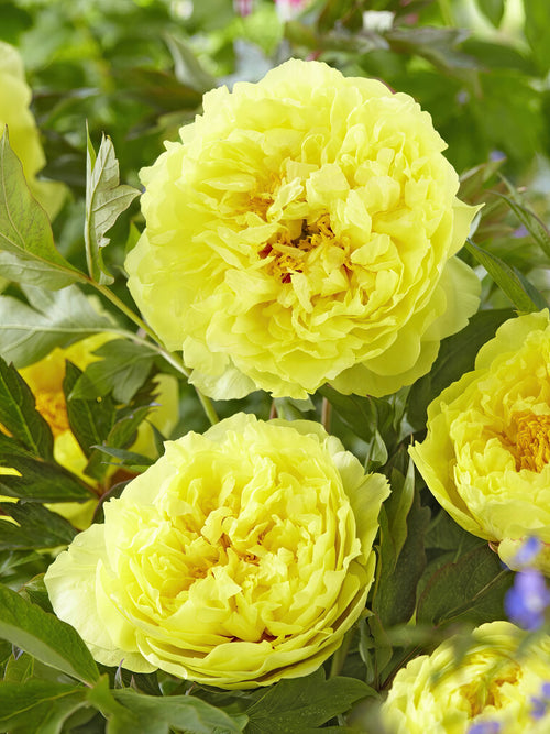 Peony Bartzella - UK Delivery