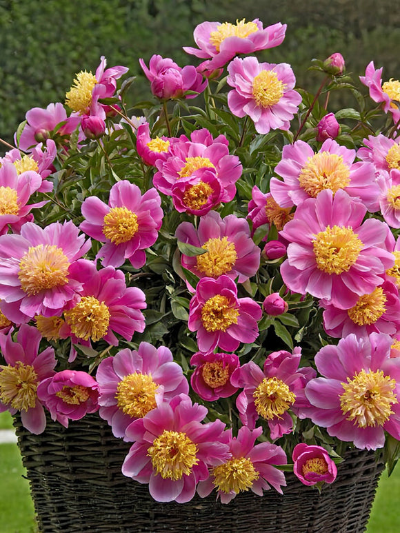 Peony Roots Bowl of Beauty