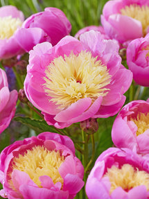 Peony Bowl of Beauty