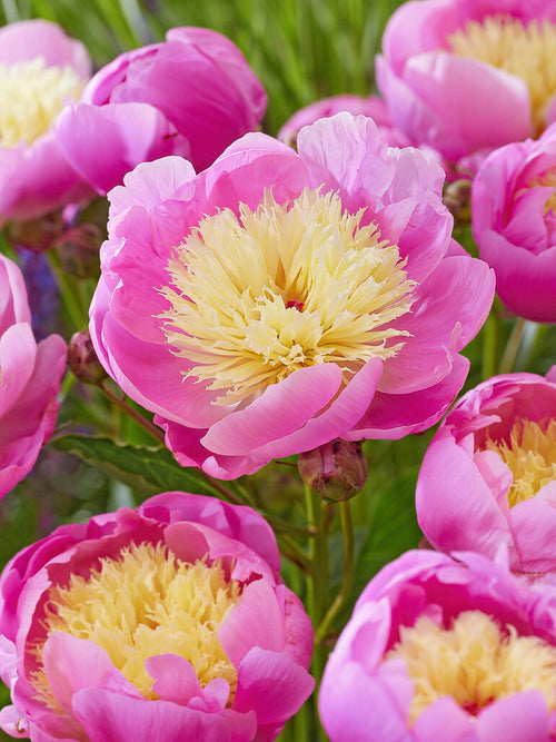 Grow Peony Roots Bowl of Beauty