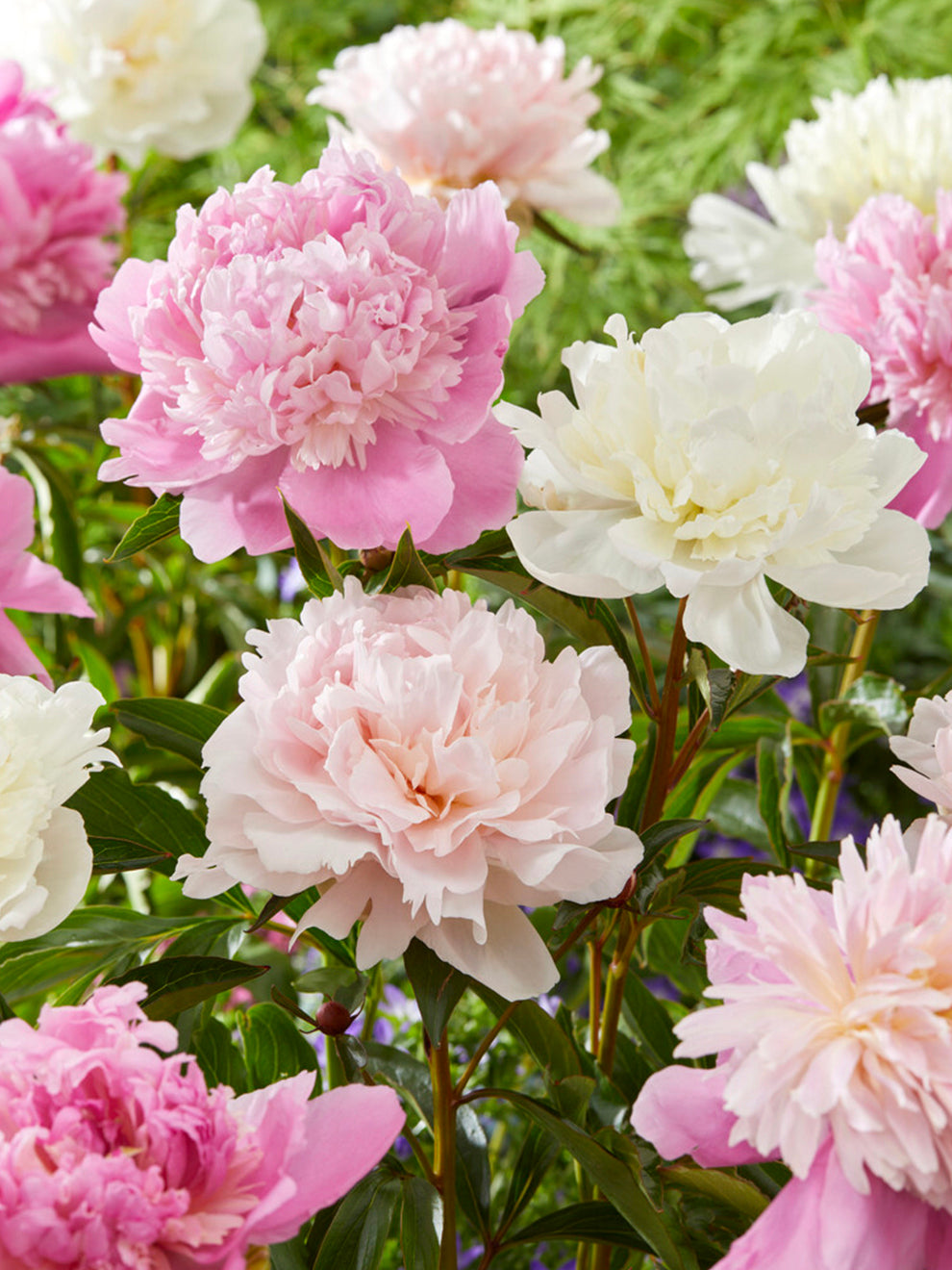 Peony 'Bridal Bouquet Collection' | DutchGrown™ UK