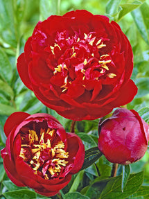Peony Buckeye Belle