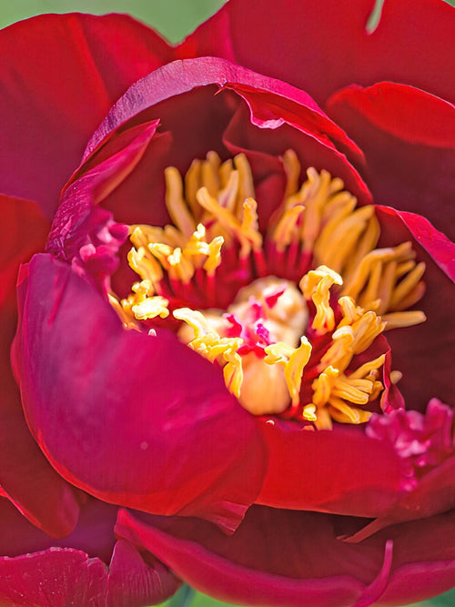 Peony Roots Buckeye Belle
