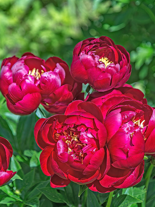 Grow Peonies - Peony Roots Buckeye Belle