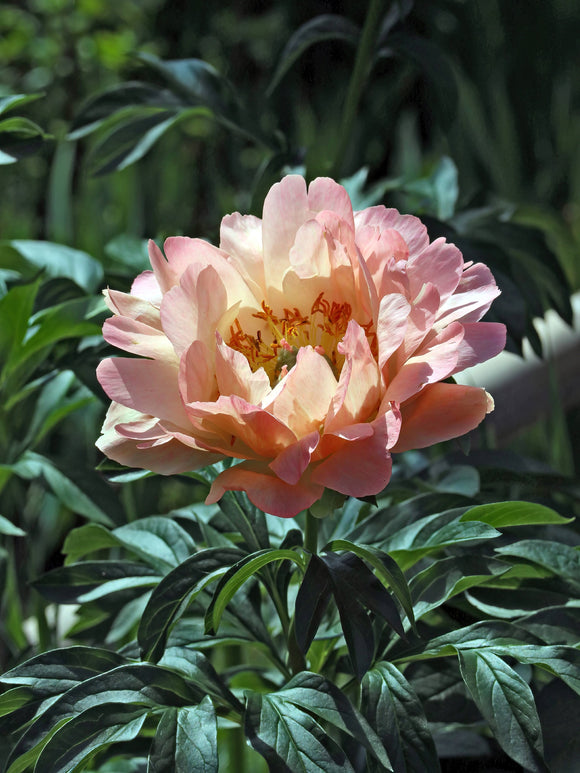 Buy Peony Canary Brilliants