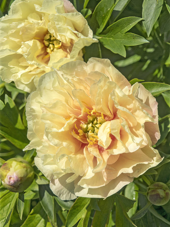 Peony Roots - Peony Canary Brilliants