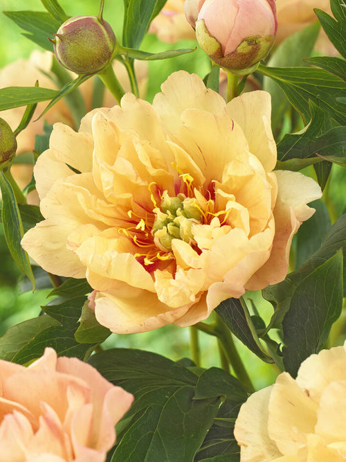 Peony Canary Brilliants UK Shipping