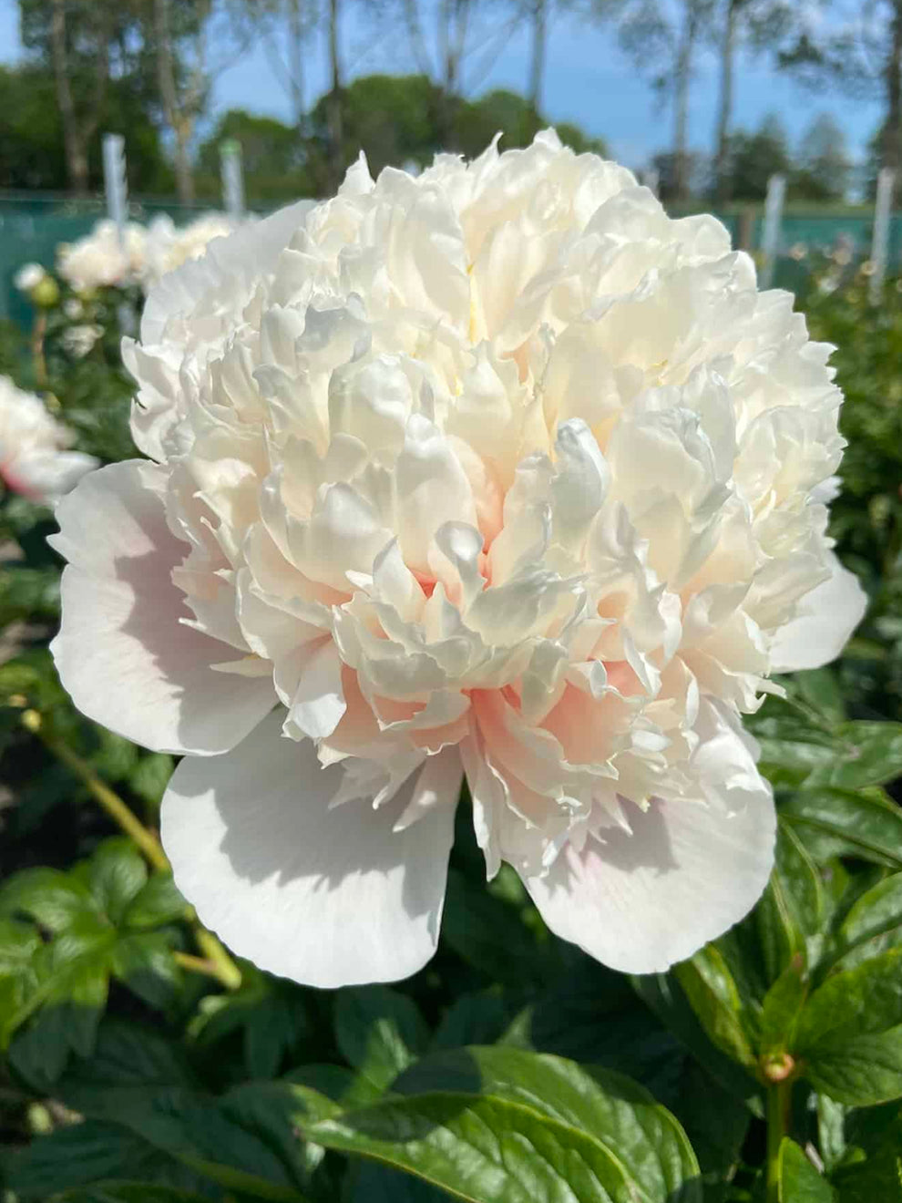 Colonel Root Peony Roots 'Colonel Owen Cousins' | DutchGrown™ UK