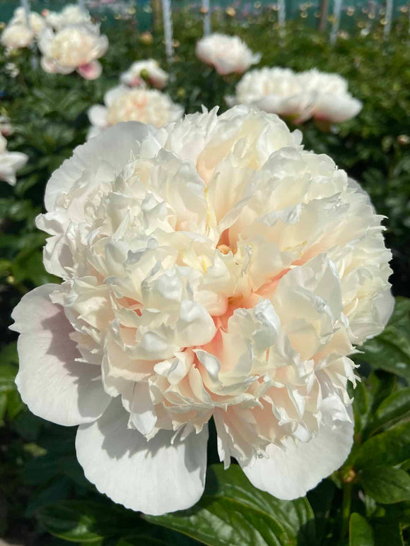 Buy Peony Colonel Owen Cousins