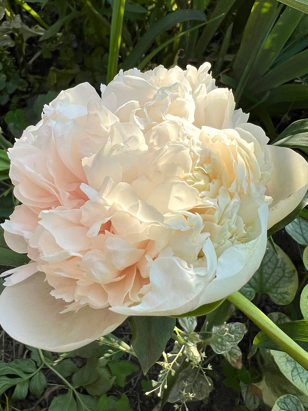 Colonel Root Peony Roots 'Colonel Owen Cousins' | DutchGrown™ UK
