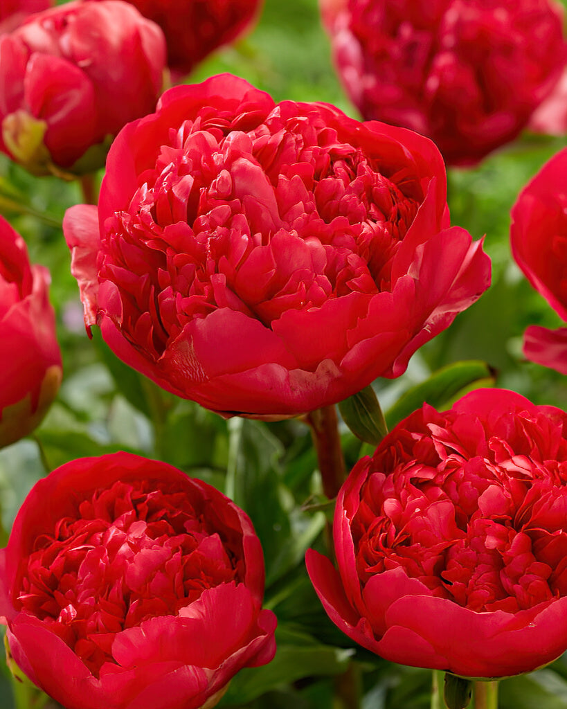 Peony Roots 'Command Performance' | DutchGrown™ UK
