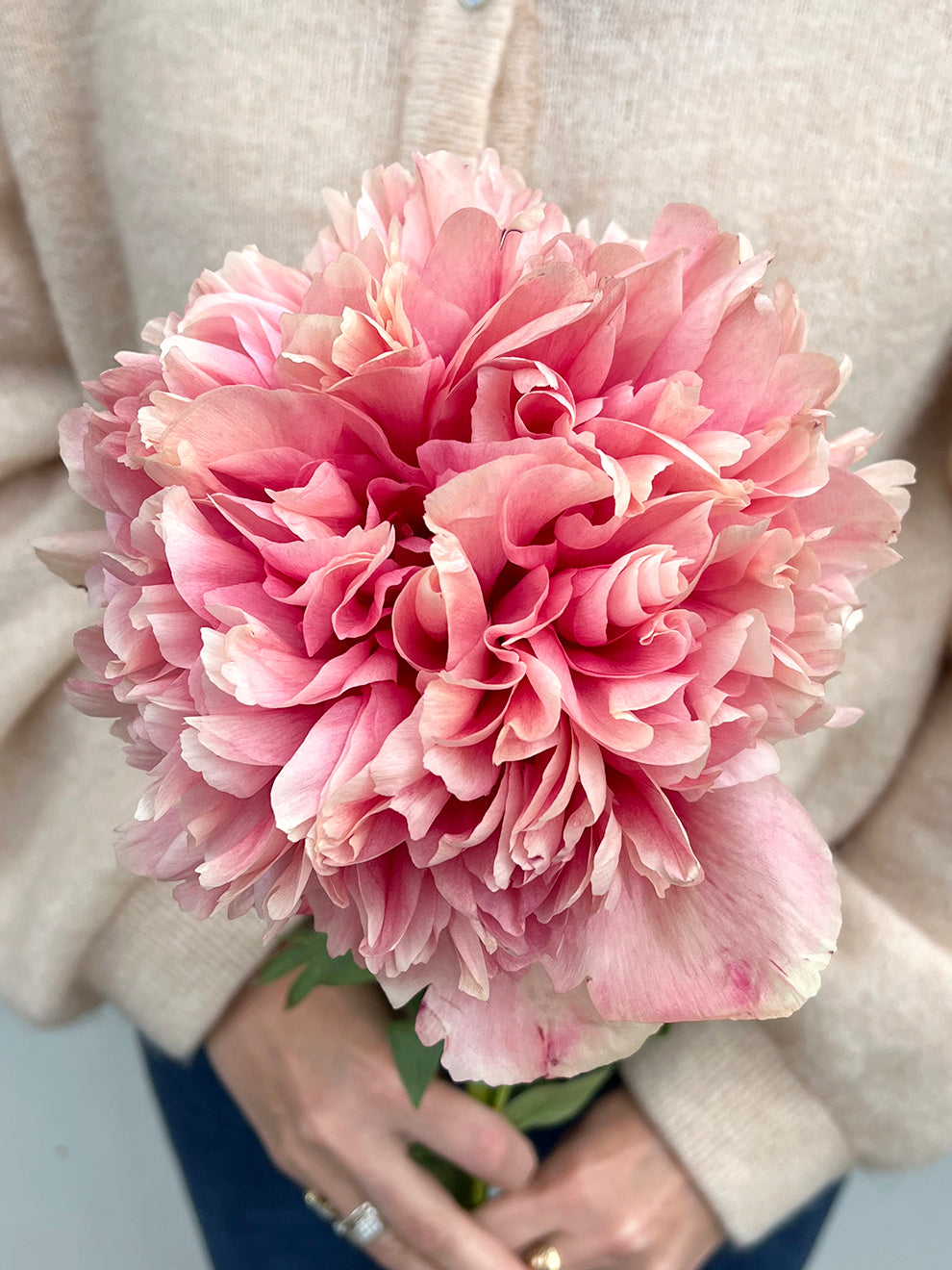 Command Performance Peony Roots Peony Roots 'Command Performance' | DutchGrown™ UK