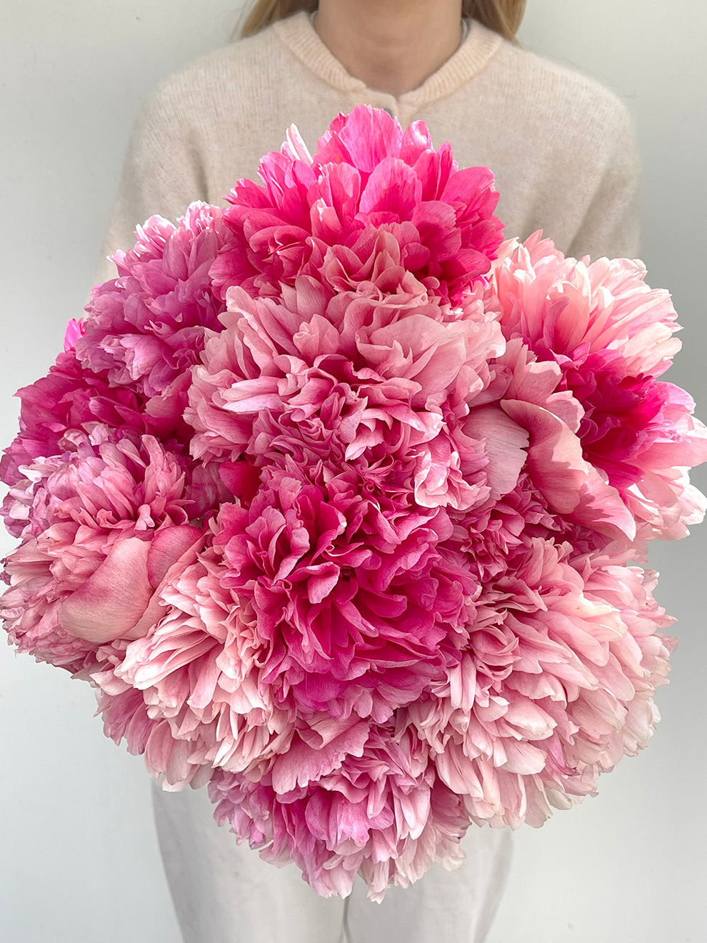 Command Performance Peony Roots Peony Roots 'Command Performance' | DutchGrown™ UK