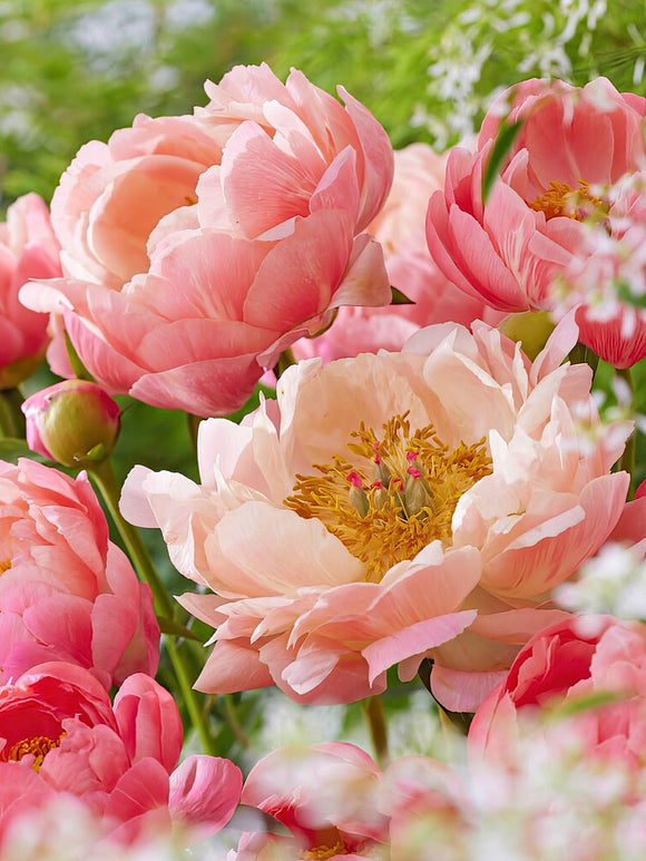 Peony Coral Charm