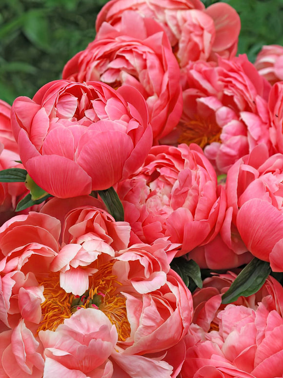 Peonies Coral Charm