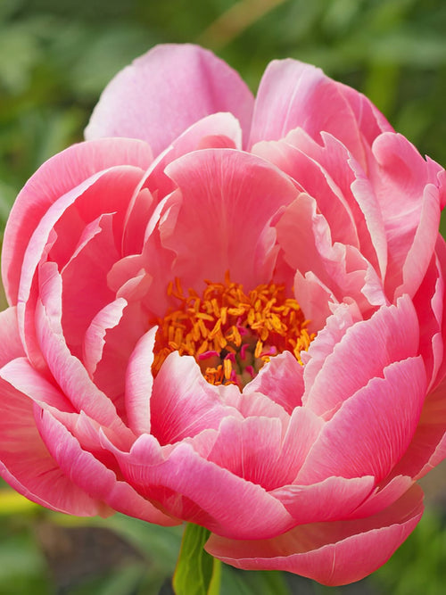 peony roots coral charm