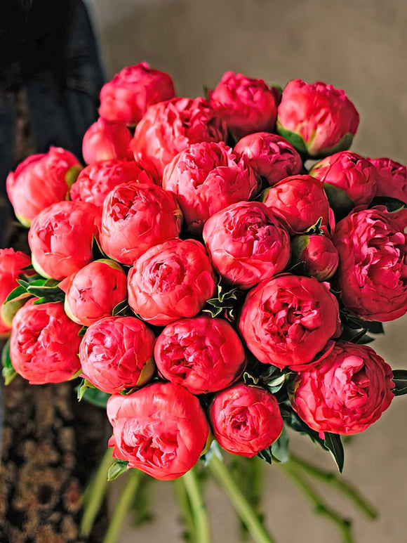 Buy Peony Coral Sunset 