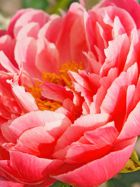 Peony Coral Sunset bare roots - UK Delivery