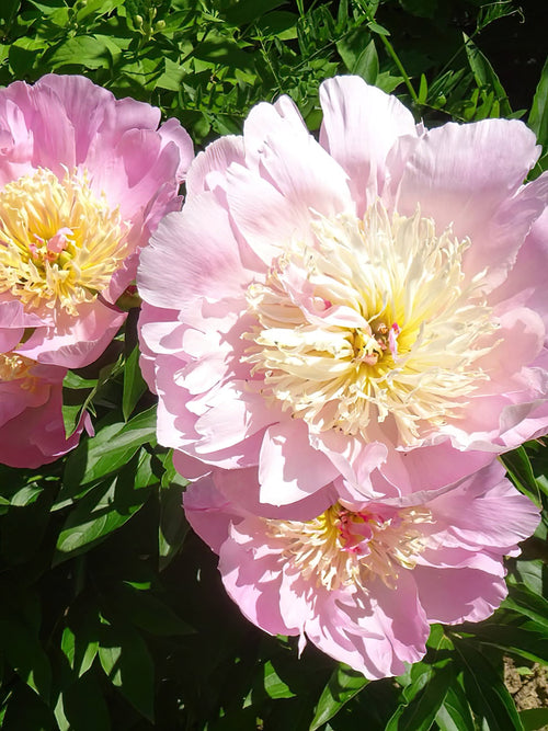 Peony Do Tell - UK Delivery 