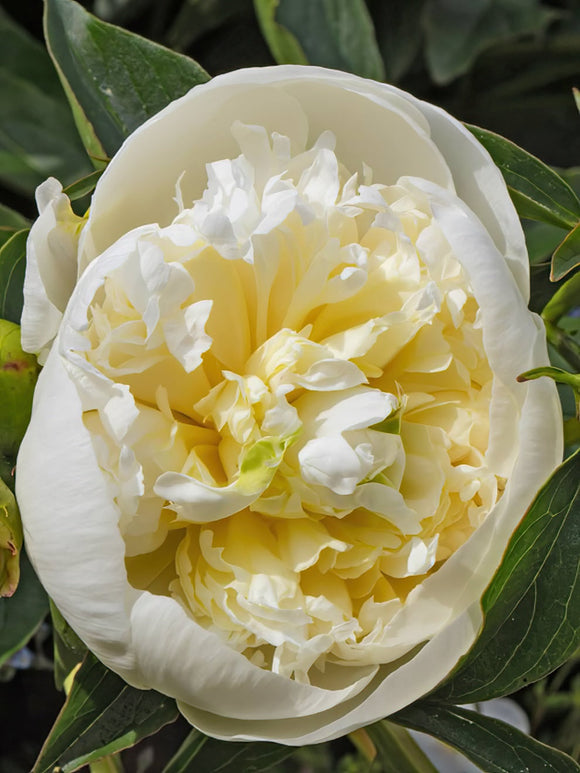 Peony Duchesse de Nemours bare roots - UK Shipping