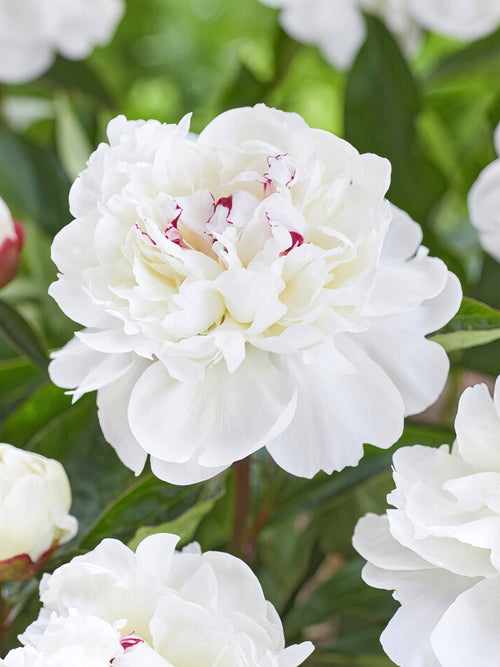 Buy Bare Roots Peony Festiva Maxima