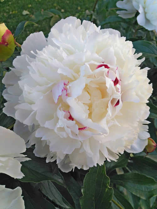 Peony Festiva Maxima