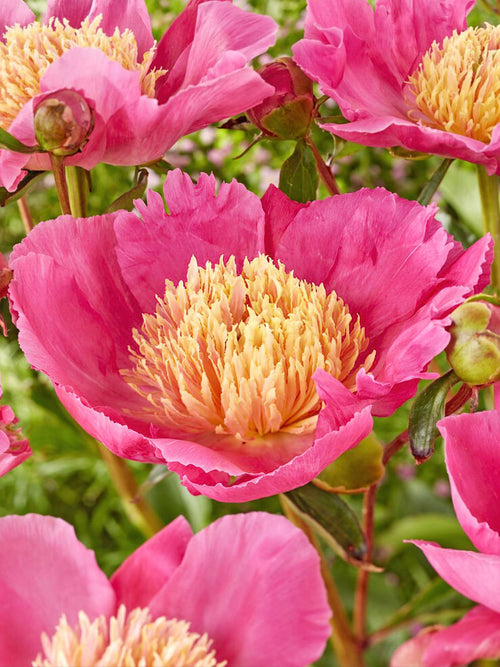 Buy Peony Flame bare roots 