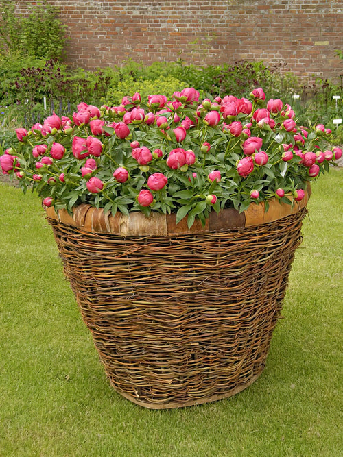 Buy Peony Flame bare roots - UK Delivery