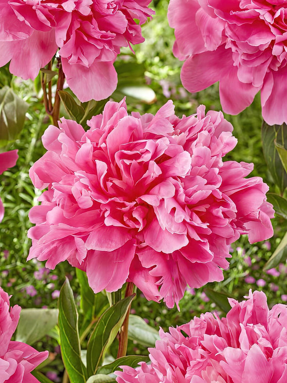 Buy Peony Kansas for UK Delivery