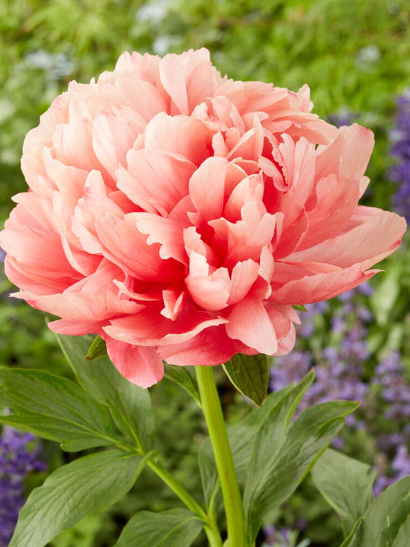Buy Peony Roots 'Lorelei' | DutchGrown™ Delivery in the UK