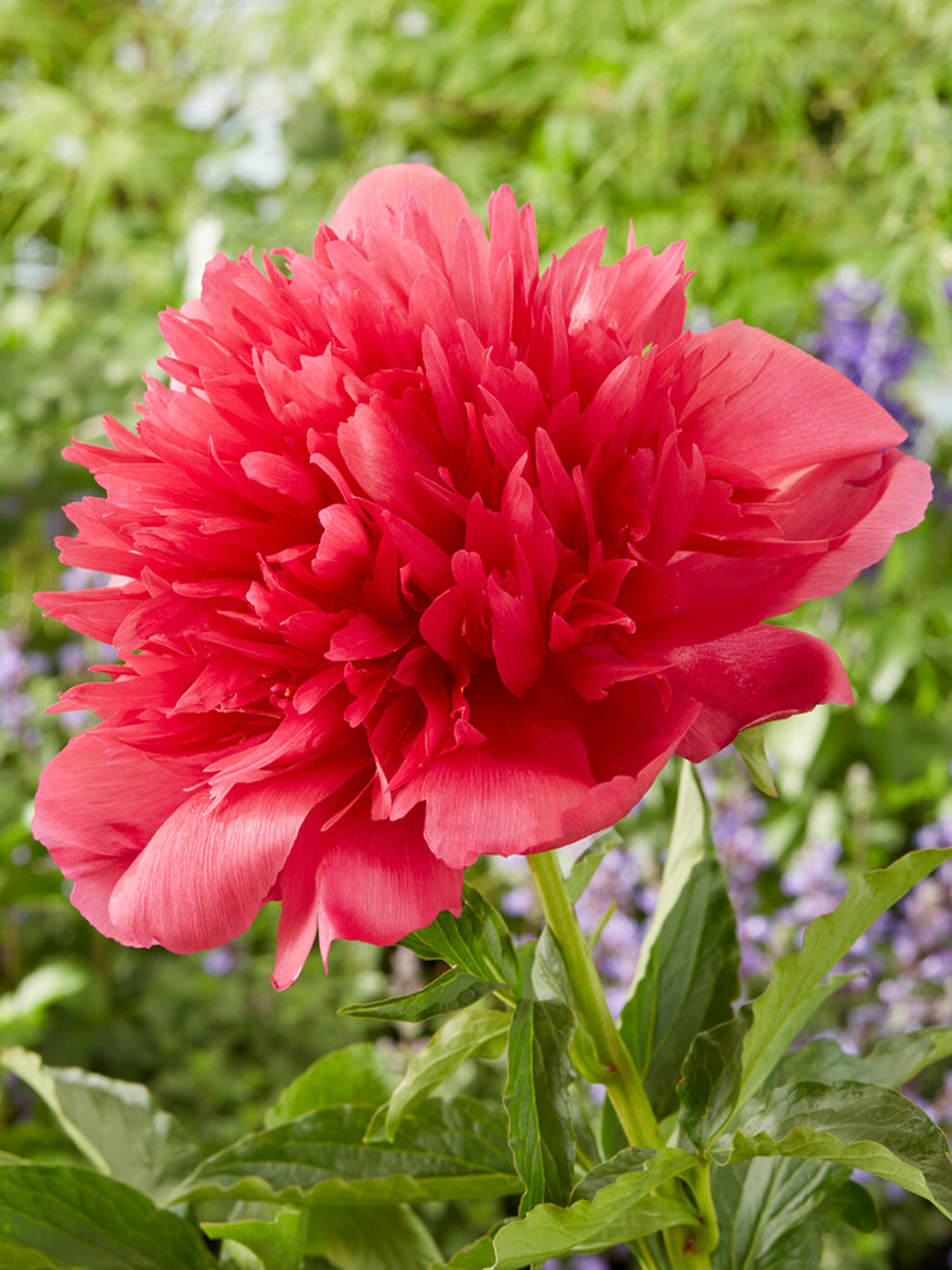 Pivoine Many Happy Returns main image 1