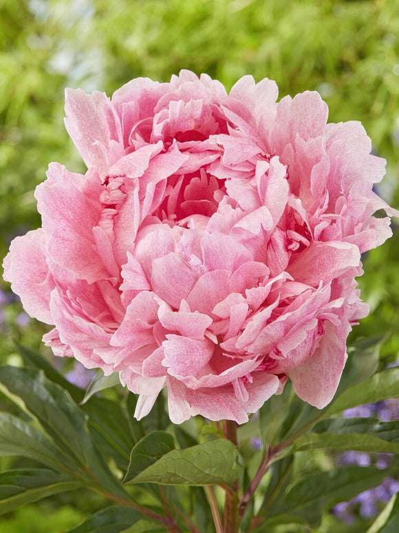 Peony Pietertje Vriend Wagenaar bare roots